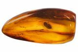Detailed Fossil Beetle (Coleoptera) In Baltic Amber #142187-3